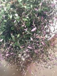 Green and purple hanging plant. Bridal Veil Hanging Houseplant With Green Purple Leaves Delicate Flowers Http Www Houseplant411 Com Askjudy Unid Bridal Veil Plant Plants House Plants