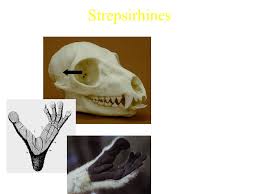 Chapter 5: Primates Flashcards | Quizlet