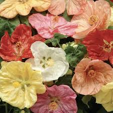 Image result for Abutilon