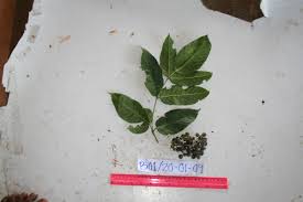 Image result for Cyphostemma subciliatum