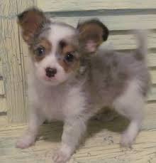 691 x 687 jpeg 95 кб. Chihuahua Long Hair Blue Merle Puppy With Blue Eyes Puppies With Blue Eyes Long Haired Chihuahua Puppies Puppies