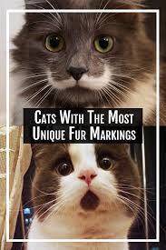 The Unique Markings On These Cats Will Have You Wondering If They Re Real Cats Cute Baby Animals Cute Funny Animals
