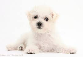 Image result for white yorkshire terrier