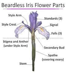 Parts Of An Iris Flower Leonine Iris Part Of The Iris Flower Iris Flowers Parts Of A Flower Flower Anatomy