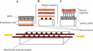 Metal kitchen rack w \/metal rods and cones diagram of digestive system. Retina In A Dish Cell Cultures Retinal Explants And Animal Models For Common Diseases Of The Retina Sciencedirect