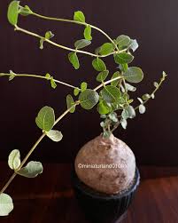 Image result for Raphionacme hirsuta