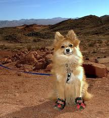 Dog Wearing Boots For The Hike Through Valley Of Fire As The Name Indicates The Sand Gets Very Hot Dogs And Puppies Dogs Puppies