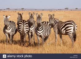 Group Of Burchell S Zebra Hippotigris Quagga Serengeti National Stock Photo 37202750 Alamy Zebra Serengeti National Park Stock Photos