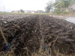 We did not find results for: Cara Menyuburkan Tanah Dengan Cepat Ampuh Dan Terbukti