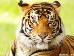 صور نمور البنغال خلفيات النمر البنغالي صور نمر البنغال الملكي بنوته كافيه Tiger Pictures Save The Tiger Tiger