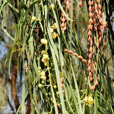 Image result for Acacia