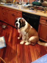 St Bernard Growth Stages Goldenacresdogs Com