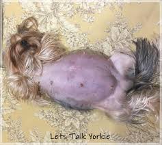 Still, you probably have plenty of questions regarding how best to care. Let S Talk Yorkie Gorgeous Healthy Yorkie Puppies Ny