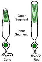 Metal kitchen rack w \/metal rods and cones in retina function. Photoreceptors