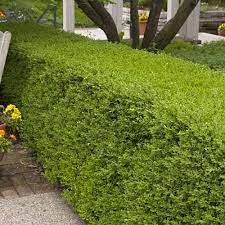 Boxwood does very well in cold weather, but since all that's keeping the cold out is a thin plastic or clay wall, boxwood shrubs in containers are a little more at risk in the winter. How To Grow And Care For Boxwood Shrubs Gardener S Path