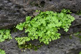 Image result for Anogramma leptophylla