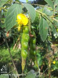 Image result for Cajanus cajan