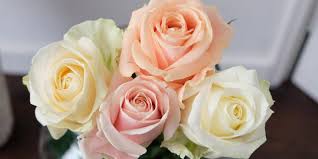 A rose is a rose is a rose? Die 4 Beliebtesten Meijer Rosen Florismart