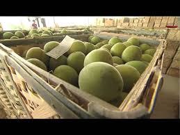 Monk fruit extract is now used as a standalone sweetener, an ingredient in food and drinks, a flavor enhancer, and a component of sweetener blends. How Monk Fruit Is Grown And Processed Youtube
