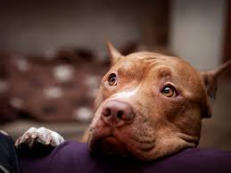 Maybe you would like to learn more about one of these? Adore A Bull Rescue Greater Cincinnati S Bully Breed Rescue