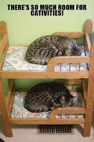 These Kitties Must Be Step Brothers I Want This Kitty Bed Cat Bed Cute Animals Cat Bunk Beds