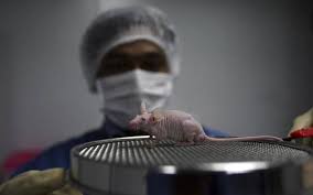 You'll rarely see either during the day. Repeating Mice Experiments Not Enough To Confirm Research Findings Experts The Hindu Businessline