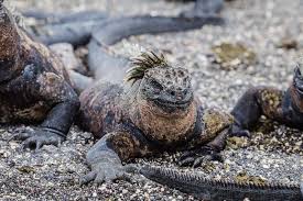 Unique Galapagos Islands Animals You Must See Galapagos Islands Animals Galapagos Islands Galapagos