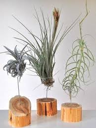 Indoor Garten Ganz Ohne Erde Indoor Garten Pflanzen Ohne Erde Hangepflanzen
