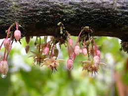 13 olive & cocoa coupons now on retailmenot. Cocoa Flower World Cocoa Foundation