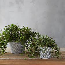 Water the angel vines once every seven to 10 days, or when the top three inches of soil is almost dry to the touch. Angel Vine Dot Pot Terrain