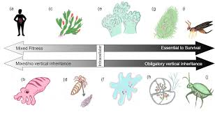 The Concept of the Hologenome, an Epigenetic Phenomenon, Challenges Aspects  of the Modern Evolutionary Synthesis
