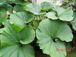 The Plant Butterbur After Trying Imitrex Maxalt Topamax Excedrine Hormone Therapy Mri Etc My Do Natural Remedies For Migraines Plants Plant Leaves