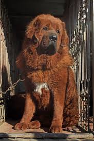 We did not find results for: Largest Dog Breeds With Pictures That Will Leave You Dumbstruck Pet Ponder