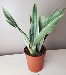 Check spelling or type a new query. Sayuri Snake Plant Sansevieria Sayuri Mother In Law S Tongue Saint George S Sword Live House Plant Rare Plant Ships In 6 Pot Plants Snake Plant Live House Plants