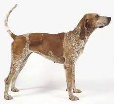 Pin On Coonhound