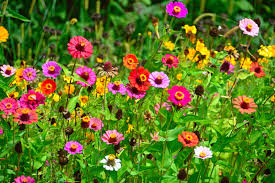 15 flores para plantar no verão e colorir o jardim