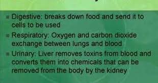 States How The Body Systems Work Together To Maintain Homeostasis Body Systems Human Body Systems Remove Toxins