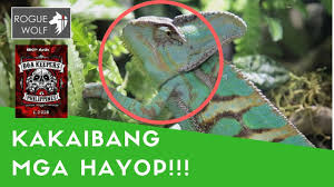 9,552 likes · 78 talking about this. Exotic Animals Philippines Snakes Chameleon Crocodiles Tarantula Youtube