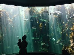 Two Oceans Aquarium Cape Town South Africa Ocean Aquarium Aquarium Africa