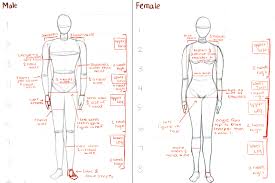 Shiel jr., md, facp, facr. Male And Female Anatomy By Lei X On Deviantart