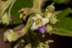Image result for Vitex payos