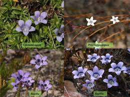 Image result for Craterocapsa