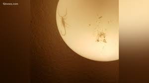 Here are 7 best pest control in phoenix. 3 Tips To Keep Scorpions Away From Your Home 12news Com
