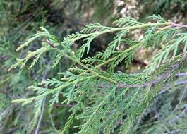 Image result for Cupressus funebris