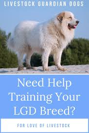 Need Help Training Your Livestock Guardian Dog Lgd Breed Great Pyrenees Anatolian Shepherds Maremmas Livestock Guardian Dog Livestock Guardian Akbash Dog