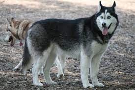 Agouti is a pattern of several colors combining to make a pattern known as wolflike or wild. Wolf Like Black And White Husky Nice White Husky Dog White Husky Husky Dogs