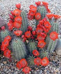 Verde Que Te Quiero Verde S Red Cactus Desert Flowers Cactus Flowers