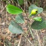 Image result for Trilepisium madagascariense