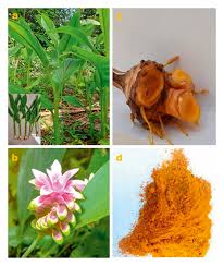 Image result for Curcuma