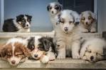 Border Collie Dog Breed Information - American Kennel Club